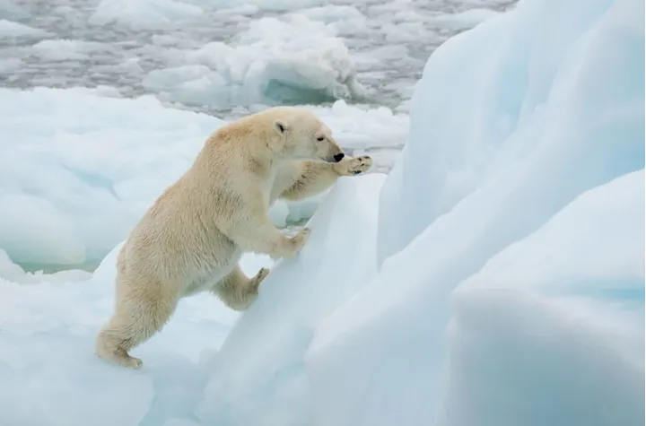 10 حیوان زیبا که به نماد کانادا تبدیل شده‌اند